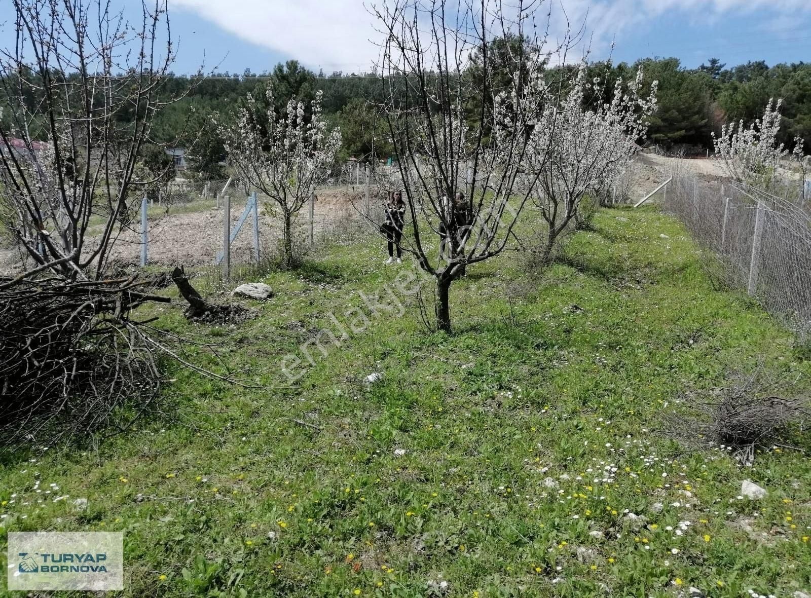 Kemalpaşa Damlacık Satılık Tarla Turyap Bornova'dan Damlacık'ta 500 M2 Satılık Tarla