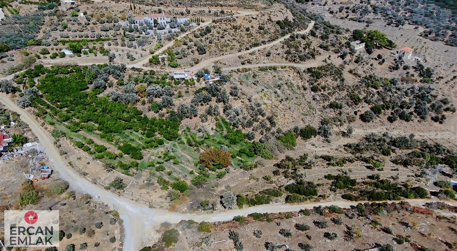 Özdere' De Mandalin Bahçesi - Görsel 15