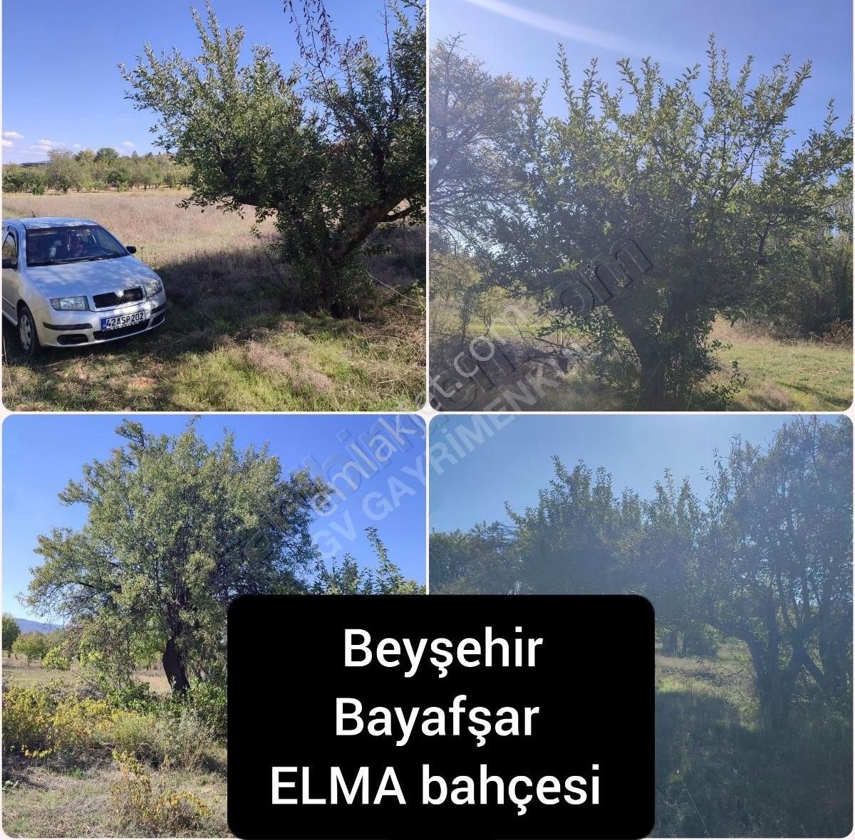 Beyşehir Bayavşar Satılık Bağ & Bahçe BEYŞEHİR SATILIK ELMA BAHÇESİ