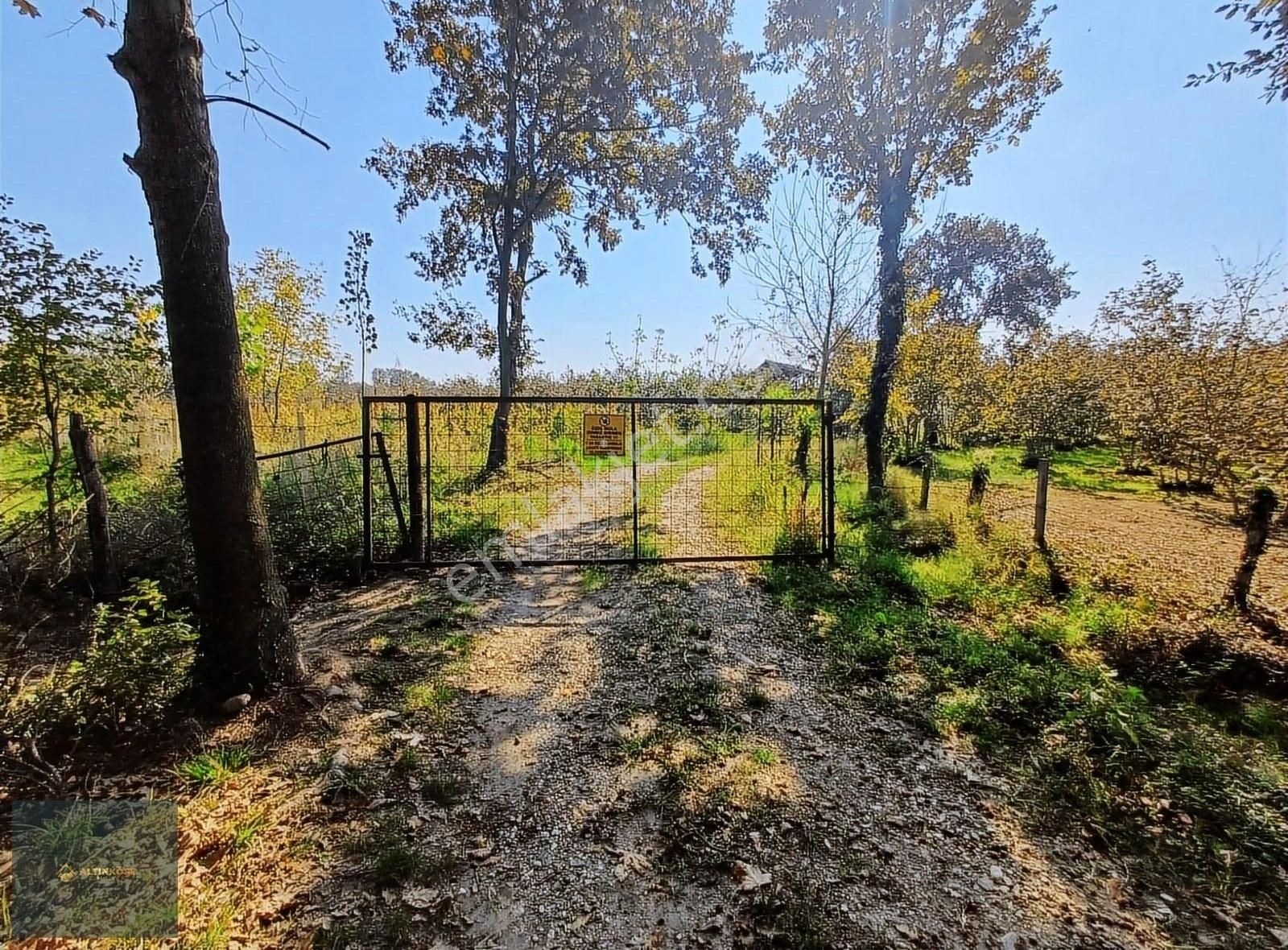 Akyazı Kepekli Satılık Tarla Altınköşe Emlak Satılık 13.300m2 Fındık Bahçesi