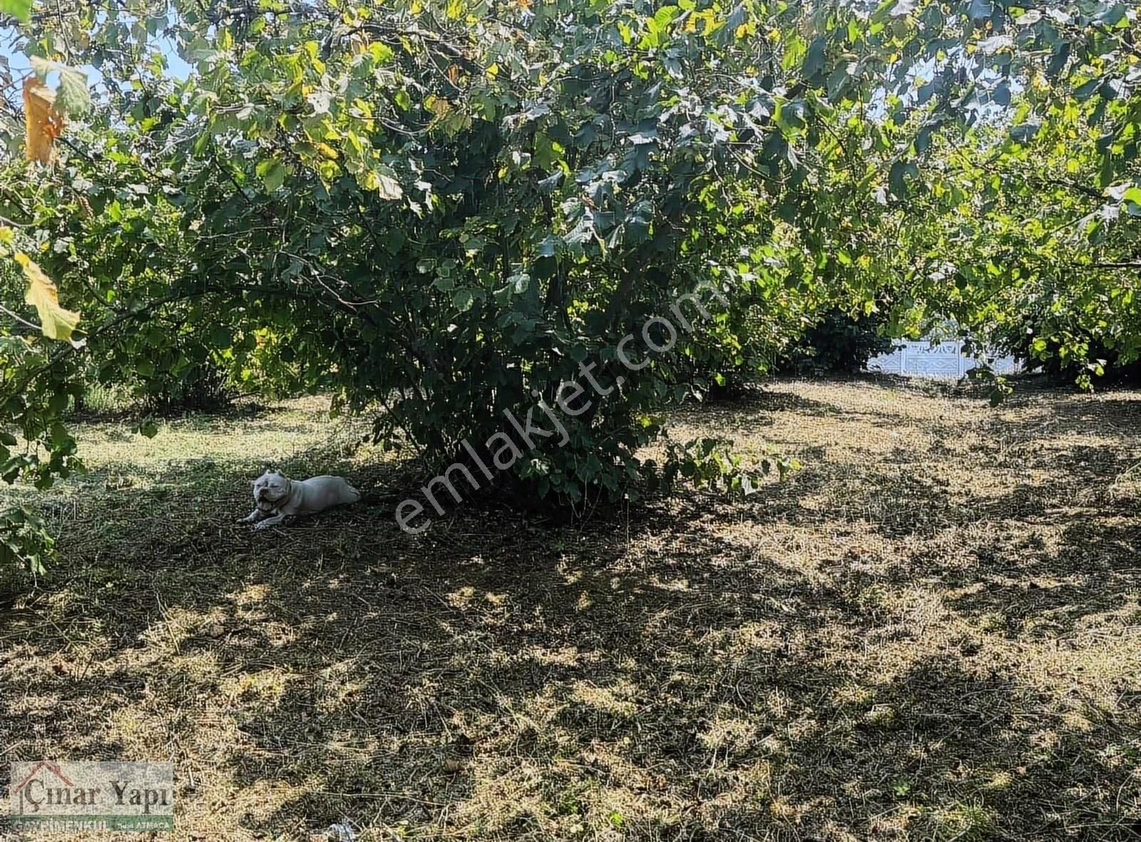 Akçakoca Nazımbey Köyü Satılık Konut İmarlı AKÇAKOCA NAZIMBEY SATILIK İMARLI ARSA