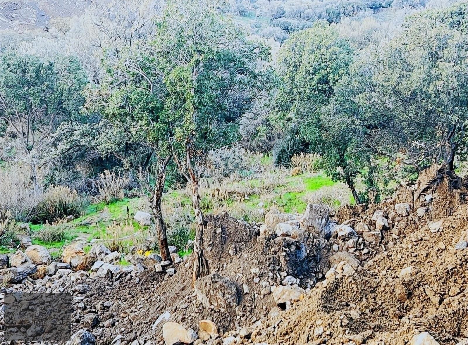 Bodrum Yalıkavak Da Çok Özel Doğa Ve Deniz Manzaralı Arsa - Görsel 3