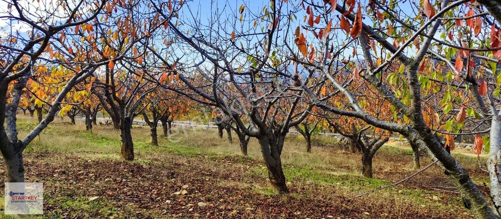 Kemalpaşa Beşpınar Satılık Tarla Kemalpaşa Beşpınar Mah.de Full Manzaralı Verimli Kirazlık