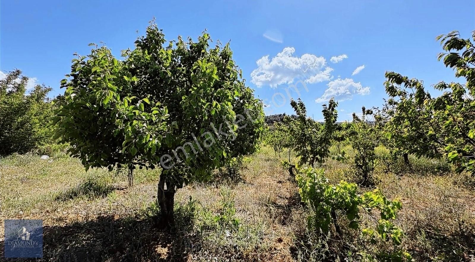 Söğüt Küre Köyü (Merkez) Satılık Tarla Bilecik Söğüt Küre De Kadastral Yola Cepheli Bağ Ve Kirazlık