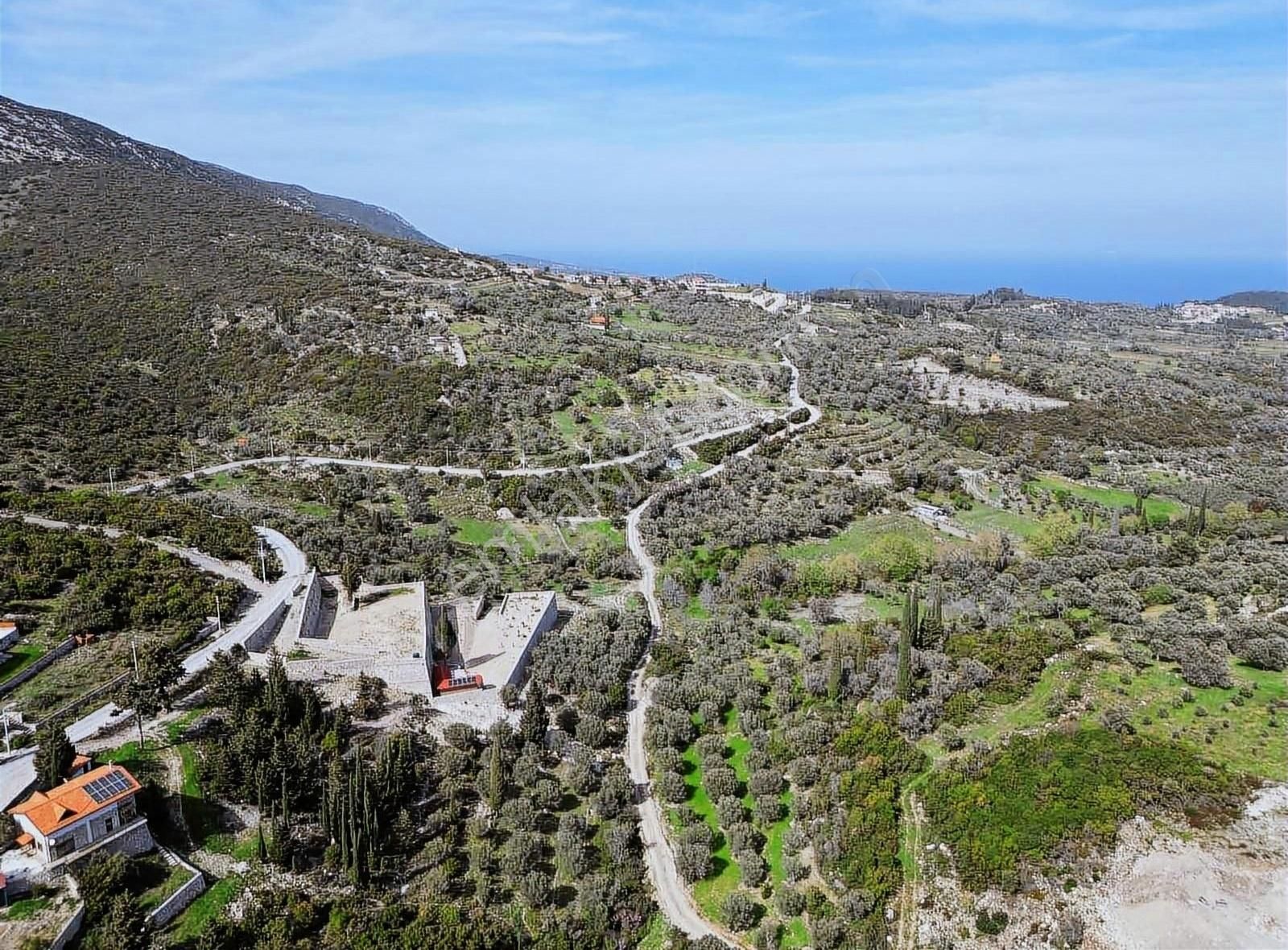 Kösedere'de Tarım İmarına Uygun Satılık Zeytin Ağaçlı Tarla - Görsel 3