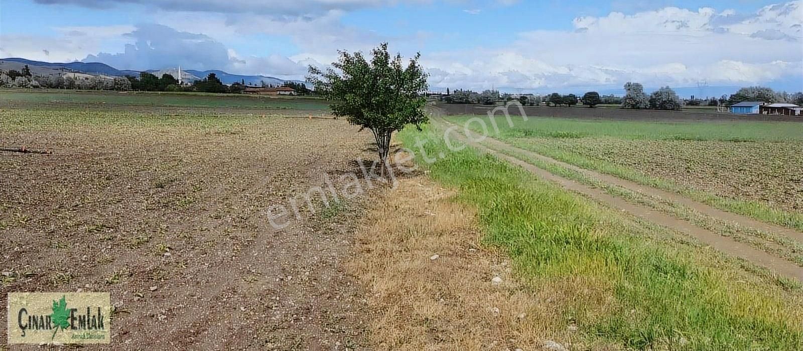 Merzifon Sarı Köyü Satılık Tarla ÇINAR'DAN SARI KÖY'DE ELEKTİRİK-SU-SULAMA HAVUZLU SATILIK TARLA