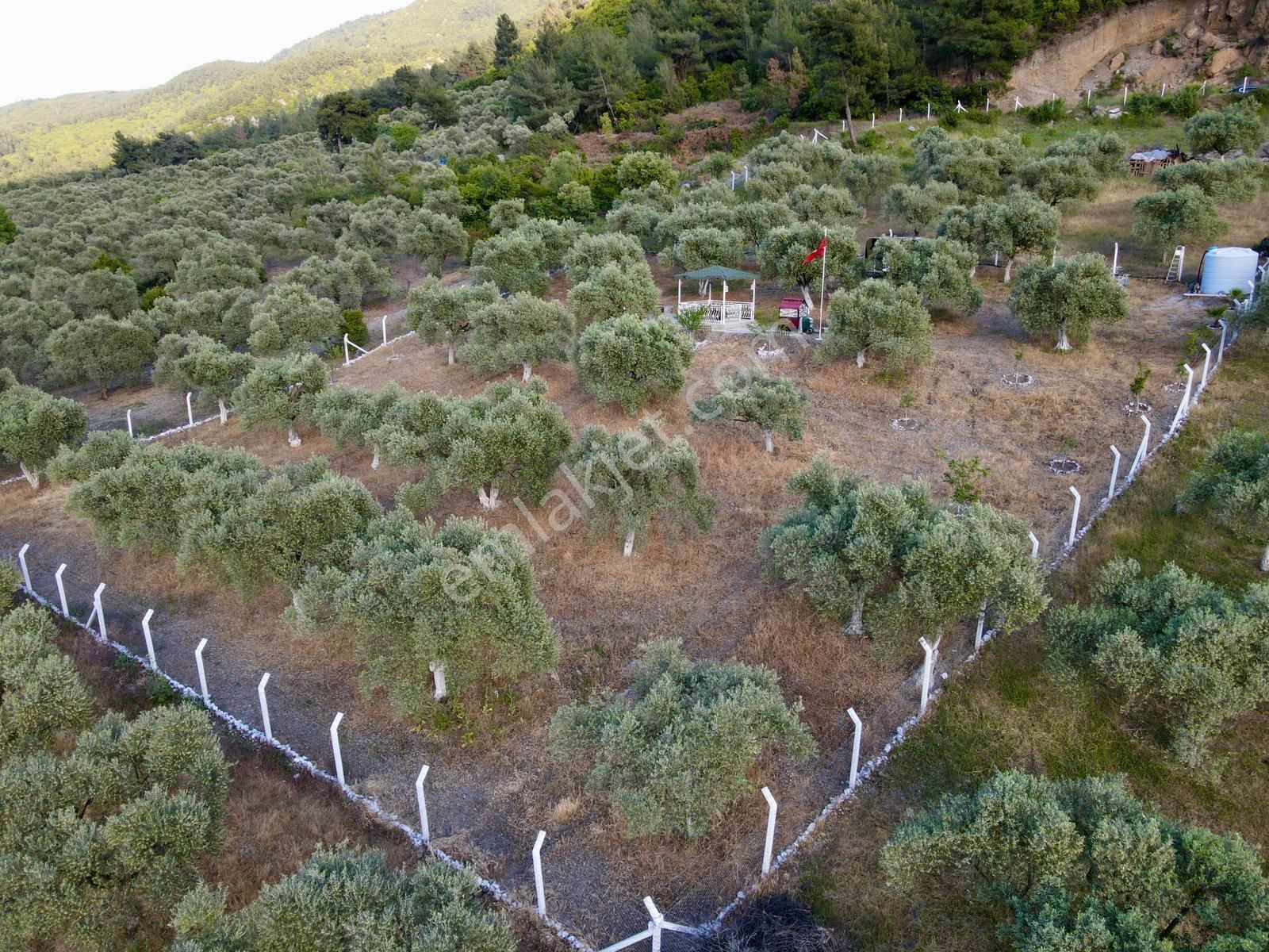 Selçuk Gökçealan Satılık Zeytinlik  SELÇUK BURGAZ'DA 2 DÖNÜM SATILIK ZEYTİNLİK...