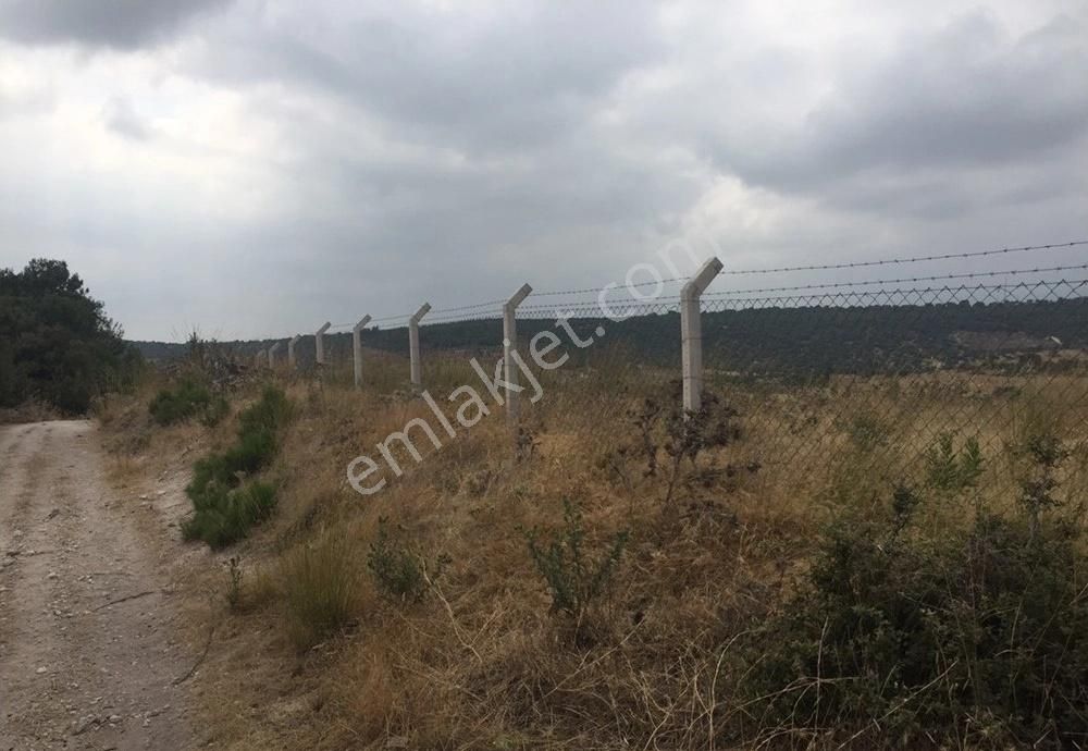 Bergama Armağanlar Köyü 98 Dönüm Zeytinlikli Tarla - Görsel 6