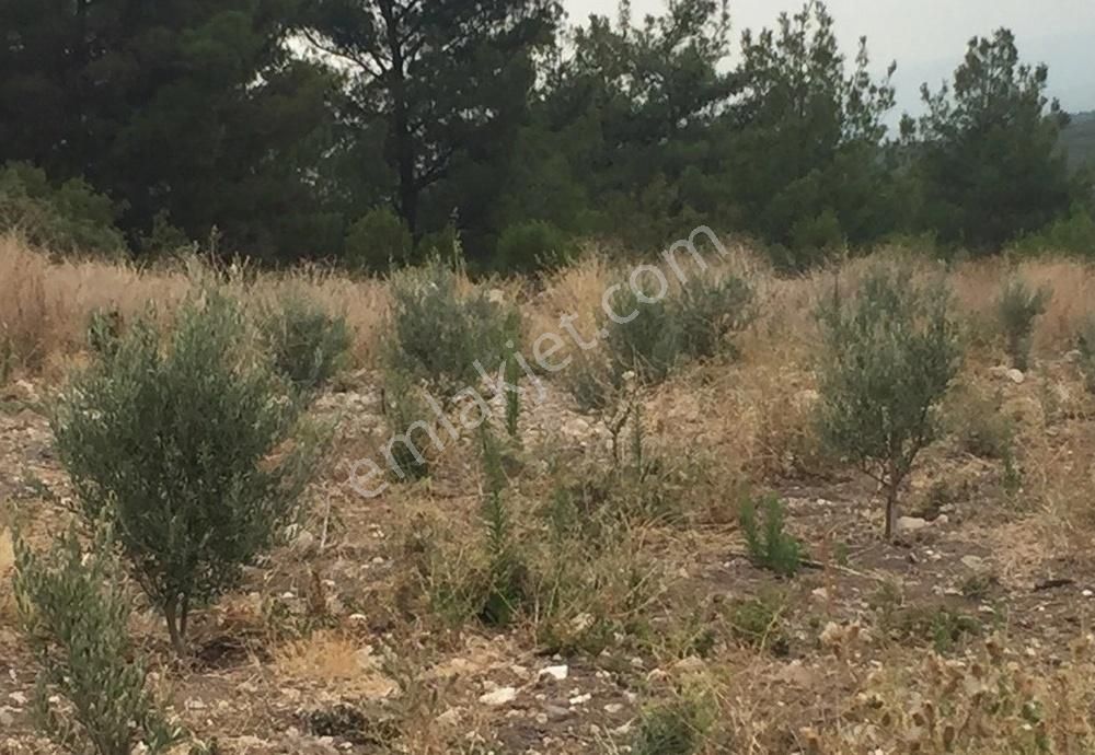 Bergama Armağanlar Köyü 98 Dönüm Zeytinlikli Tarla - Görsel 11
