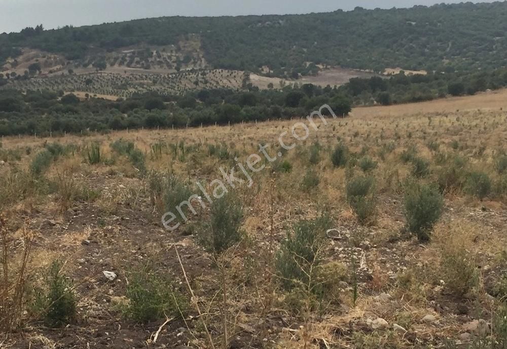 Bergama Armağanlar Köyü 98 Dönüm Zeytinlikli Tarla - Görsel 12
