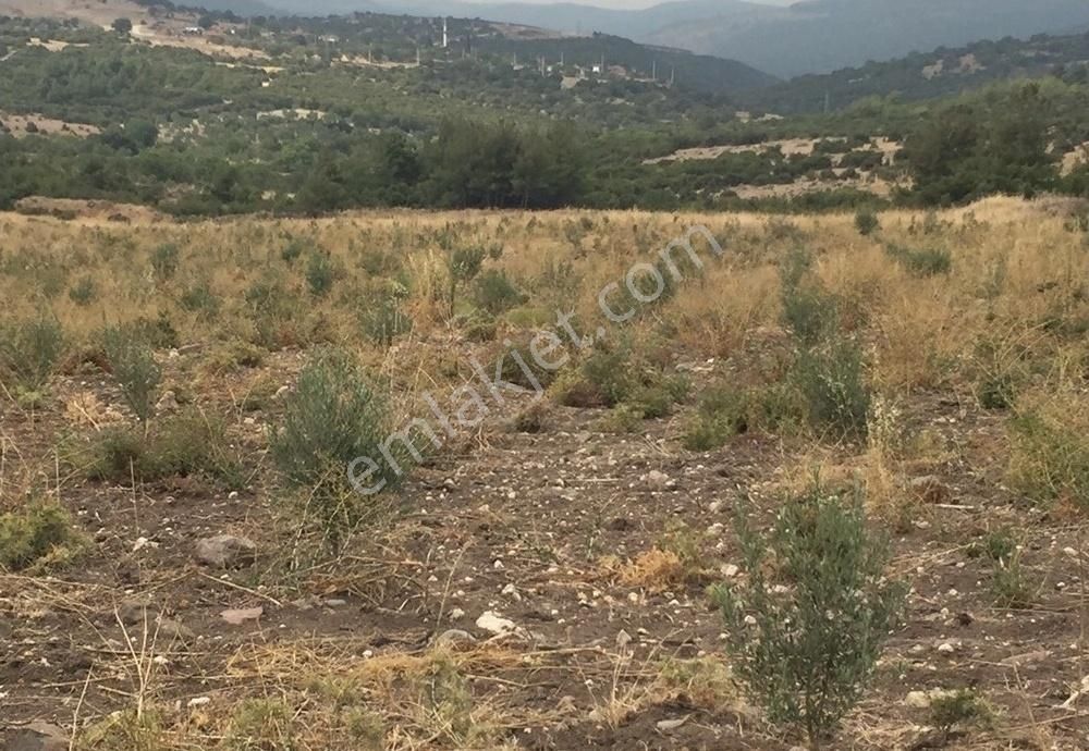 Bergama Armağanlar Köyü 98 Dönüm Zeytinlikli Tarla - Görsel 14