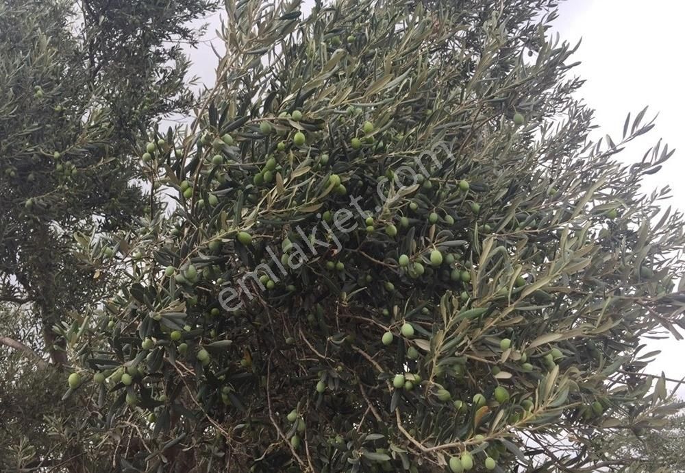 Bergama Armağanlar Köyü 98 Dönüm Zeytinlikli Tarla - Görsel 3