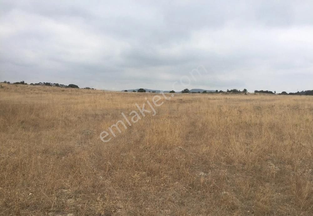Bergama Armağanlar Köyü 98 Dönüm Zeytinlikli Tarla - Görsel 2