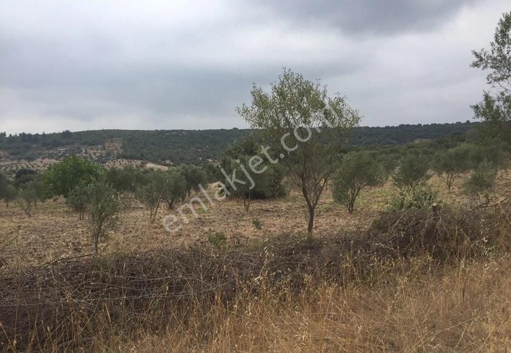 Bergama Armağanlar Köyü 98 Dönüm Zeytinlikli Tarla - Görsel 7
