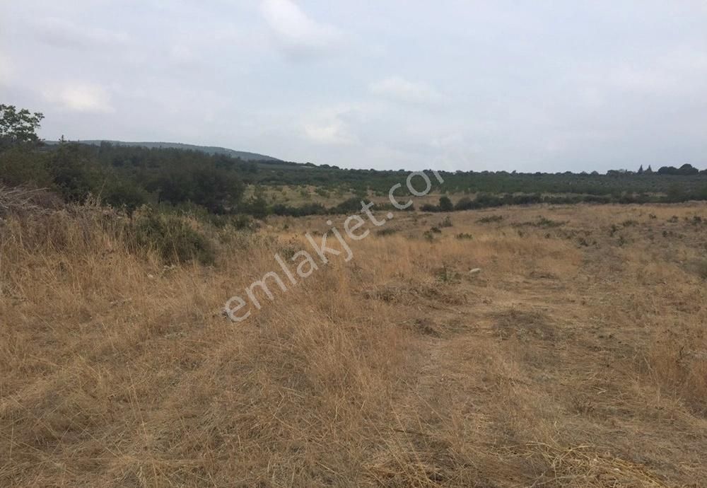 Bergama Armağanlar Köyü 98 Dönüm Zeytinlikli Tarla - Görsel 22