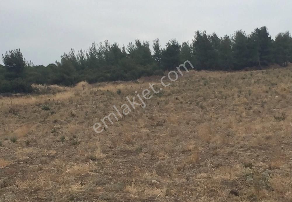 Bergama Armağanlar Köyü 98 Dönüm Zeytinlikli Tarla - Görsel 9