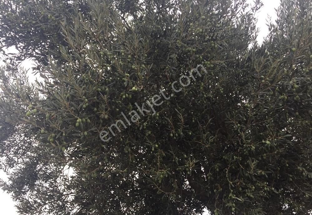 Bergama Armağanlar Köyü 98 Dönüm Zeytinlikli Tarla - Görsel 8