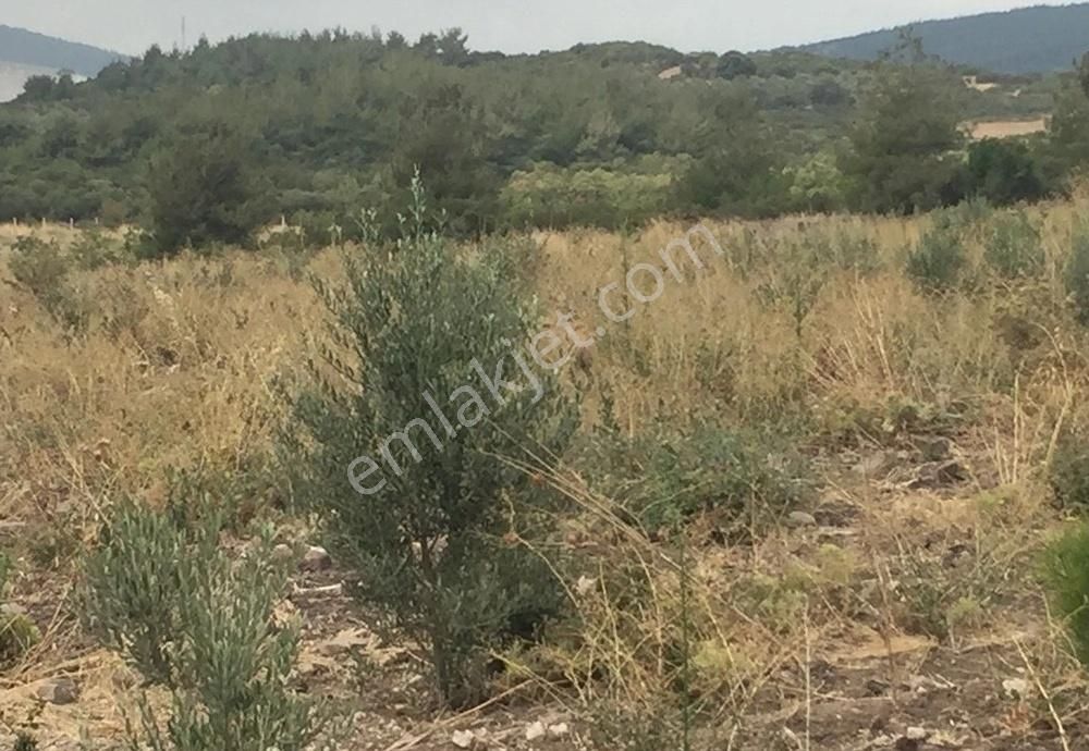 Bergama Armağanlar Köyü 98 Dönüm Zeytinlikli Tarla - Görsel 17
