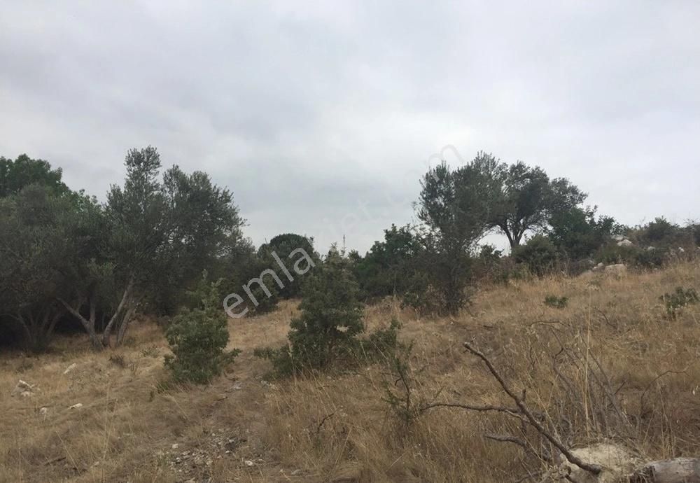 Bergama Armağanlar Köyü 98 Dönüm Zeytinlikli Tarla - Görsel 20