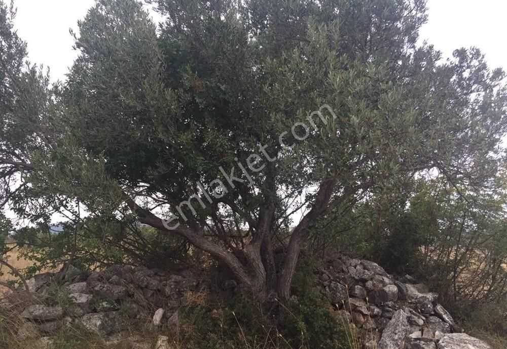 Bergama Armağanlar Köyü 98 Dönüm Zeytinlikli Tarla - Görsel 13