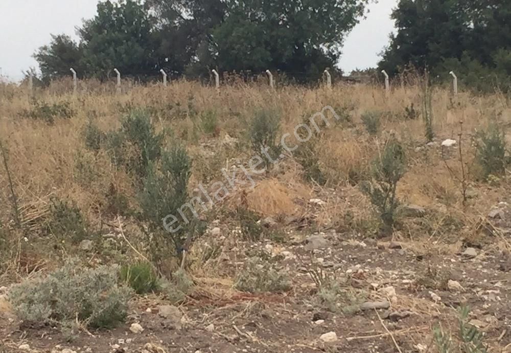 Bergama Armağanlar Köyü 98 Dönüm Zeytinlikli Tarla - Görsel 15