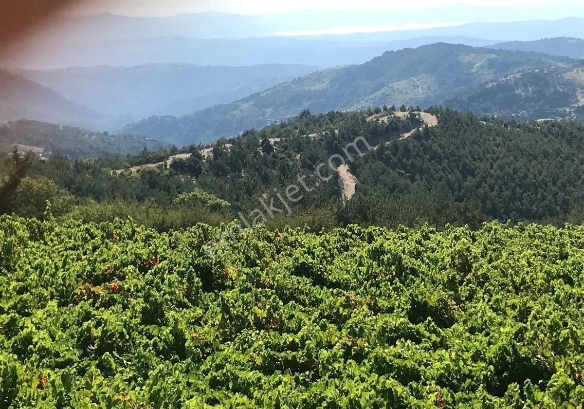 Karabağlar Kavacık Satılık Bağ & Bahçe Kavacık Ta Satılık Muhteşem Üzüm Bağı