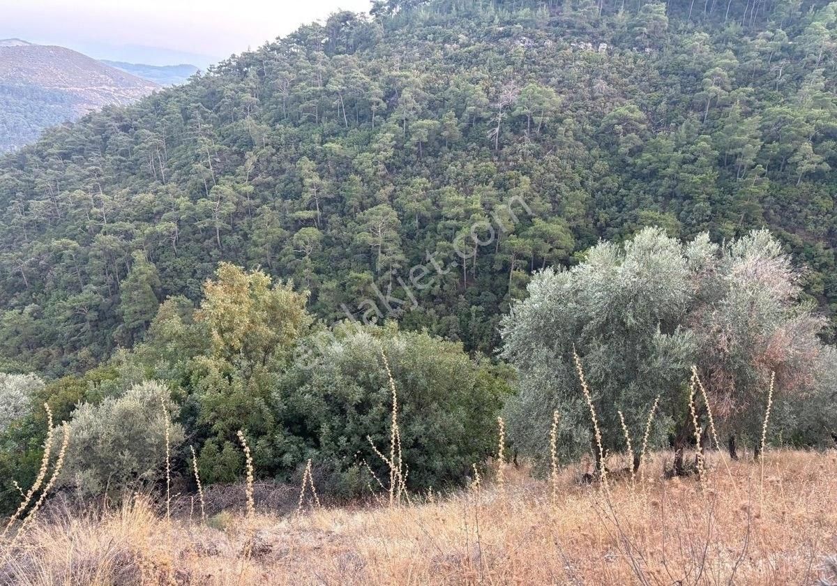 Bayındır Dernekli Satılık Bağ & Bahçe Bayındır Derneklı Köy İçinde Satılık Bahçe