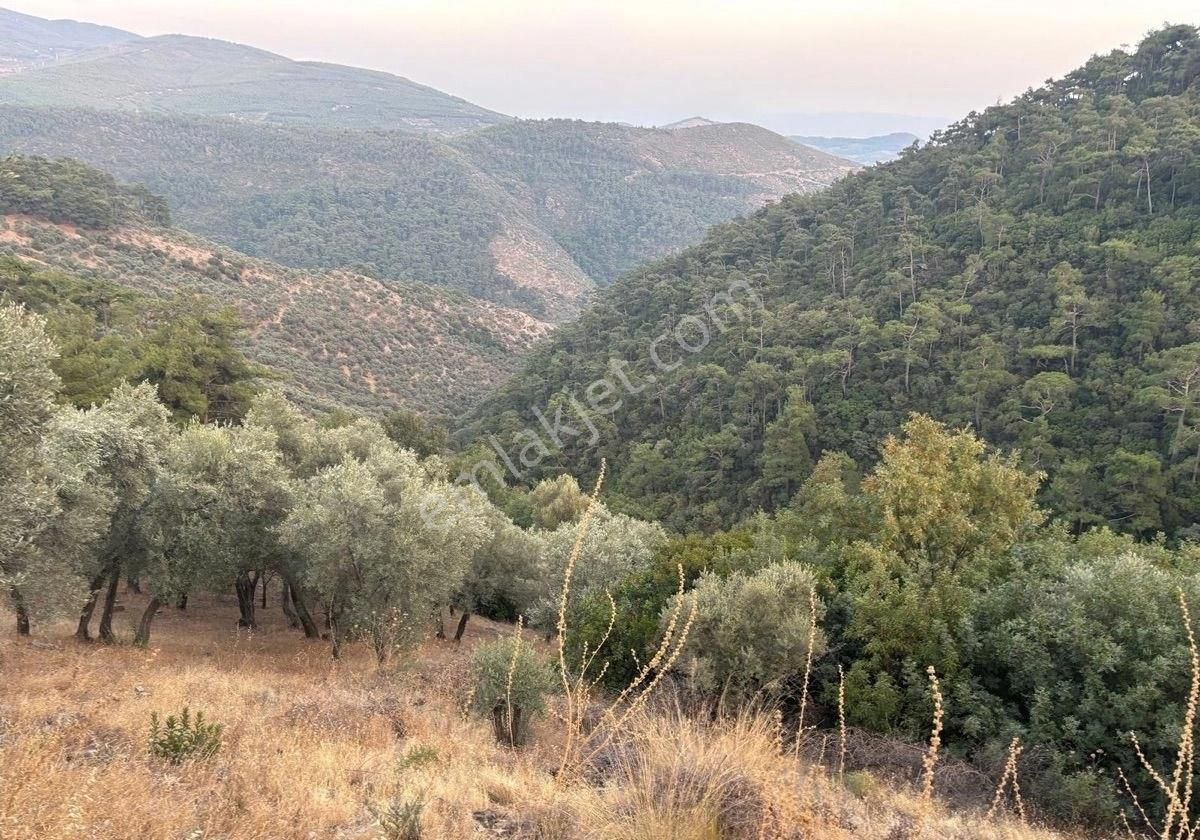 Bayındır Derneklı Köy İçinde Satılık Bahçe - Görsel 4