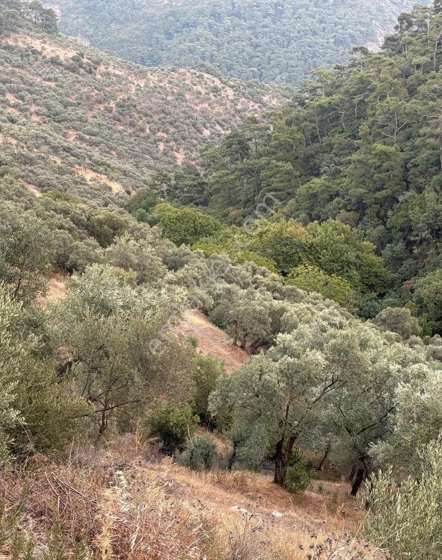Bayındır Derneklı Köy İçinde Satılık Bahçe - Görsel 6