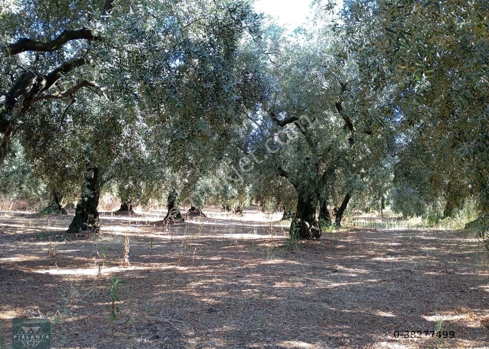 Erdek Aşağıyapıcı Satılık Zeytinlik Balıkesir Erdek Hamamlı Mah. 2.067 M2 Satılık Zeytinlik Deniz Manzaralı Bakımlı