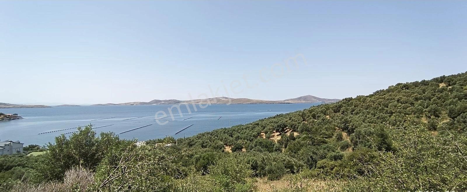 Balıkesir Erdek Narlı Mah. 2.080 M2 Satılık Zeytinlik Deniz Manzaralı - Görsel 8