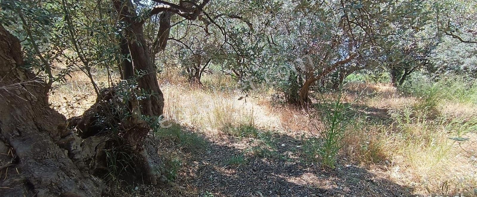 Balıkesir Erdek Narlı Mah. 2.080 M2 Satılık Zeytinlik Deniz Manzaralı - Görsel 20