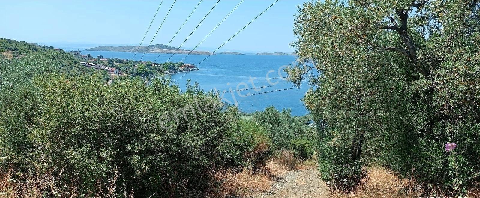 Balıkesir Erdek Narlı Mah. 2.080 M2 Satılık Zeytinlik Deniz Manzaralı - Görsel 12