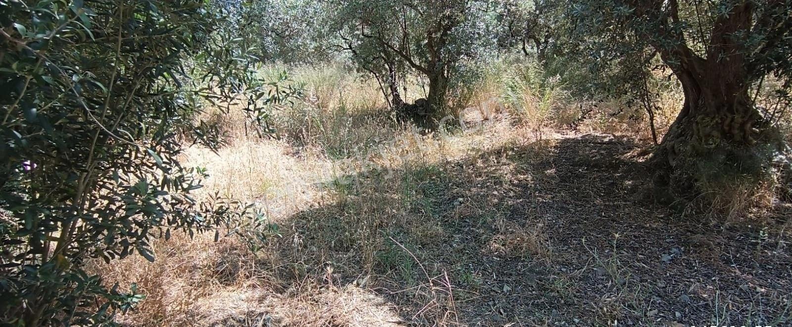 Balıkesir Erdek Narlı Mah. 2.080 M2 Satılık Zeytinlik Deniz Manzaralı - Görsel 10
