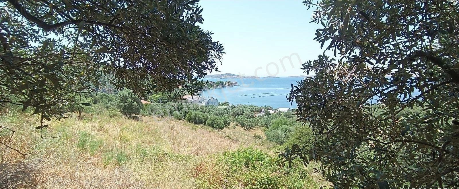 Balıkesir Erdek Narlı Mah. 2.080 M2 Satılık Zeytinlik Deniz Manzaralı - Görsel 33