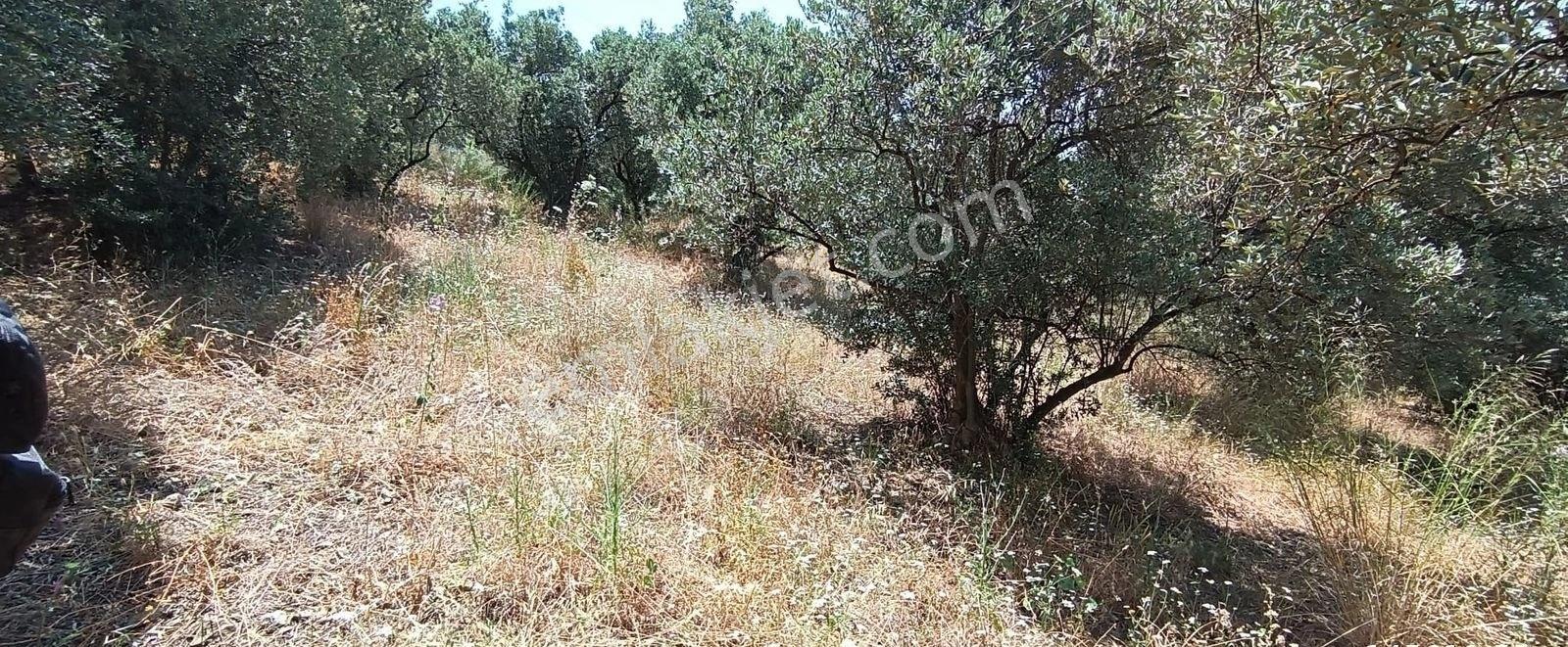 Balıkesir Erdek Narlı Mah. 2.080 M2 Satılık Zeytinlik Deniz Manzaralı - Görsel 18