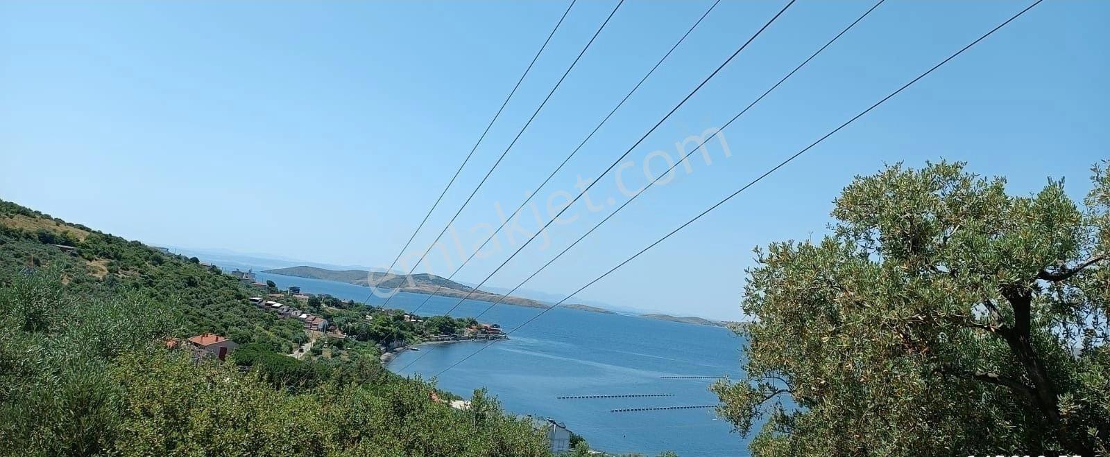 Balıkesir Erdek Narlı Mah. 2.080 M2 Satılık Zeytinlik Deniz Manzaralı - Görsel 9