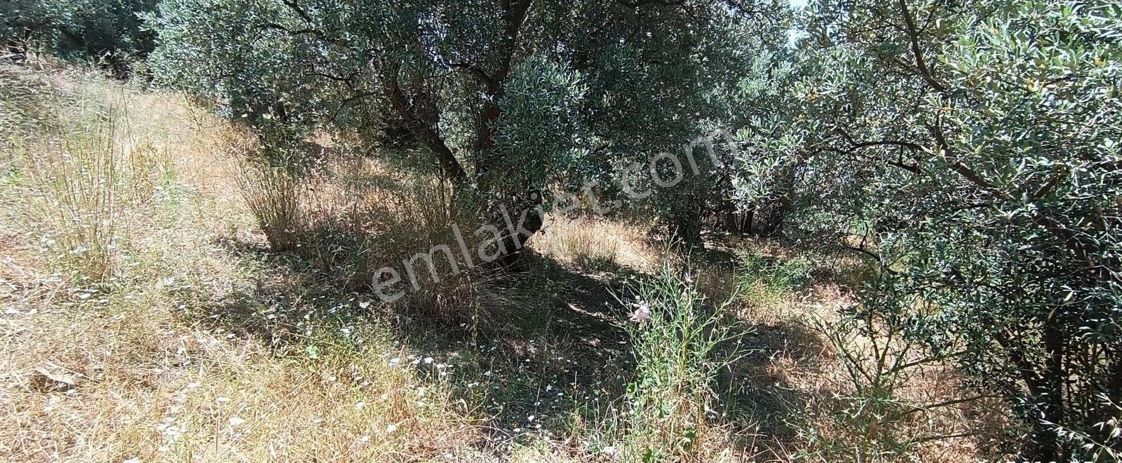 Balıkesir Erdek Narlı Mah. 2.080 M2 Satılık Zeytinlik Deniz Manzaralı - Görsel 5