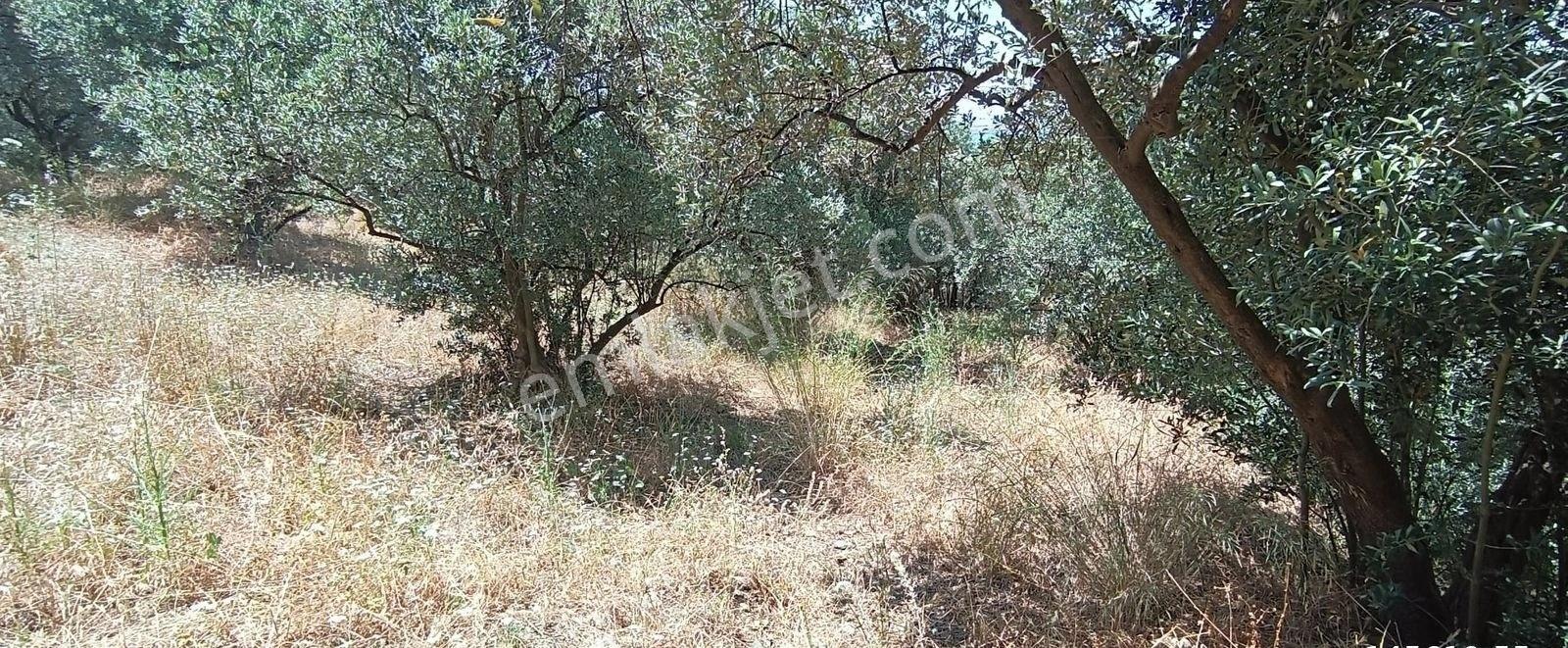 Balıkesir Erdek Narlı Mah. 2.080 M2 Satılık Zeytinlik Deniz Manzaralı - Görsel 14