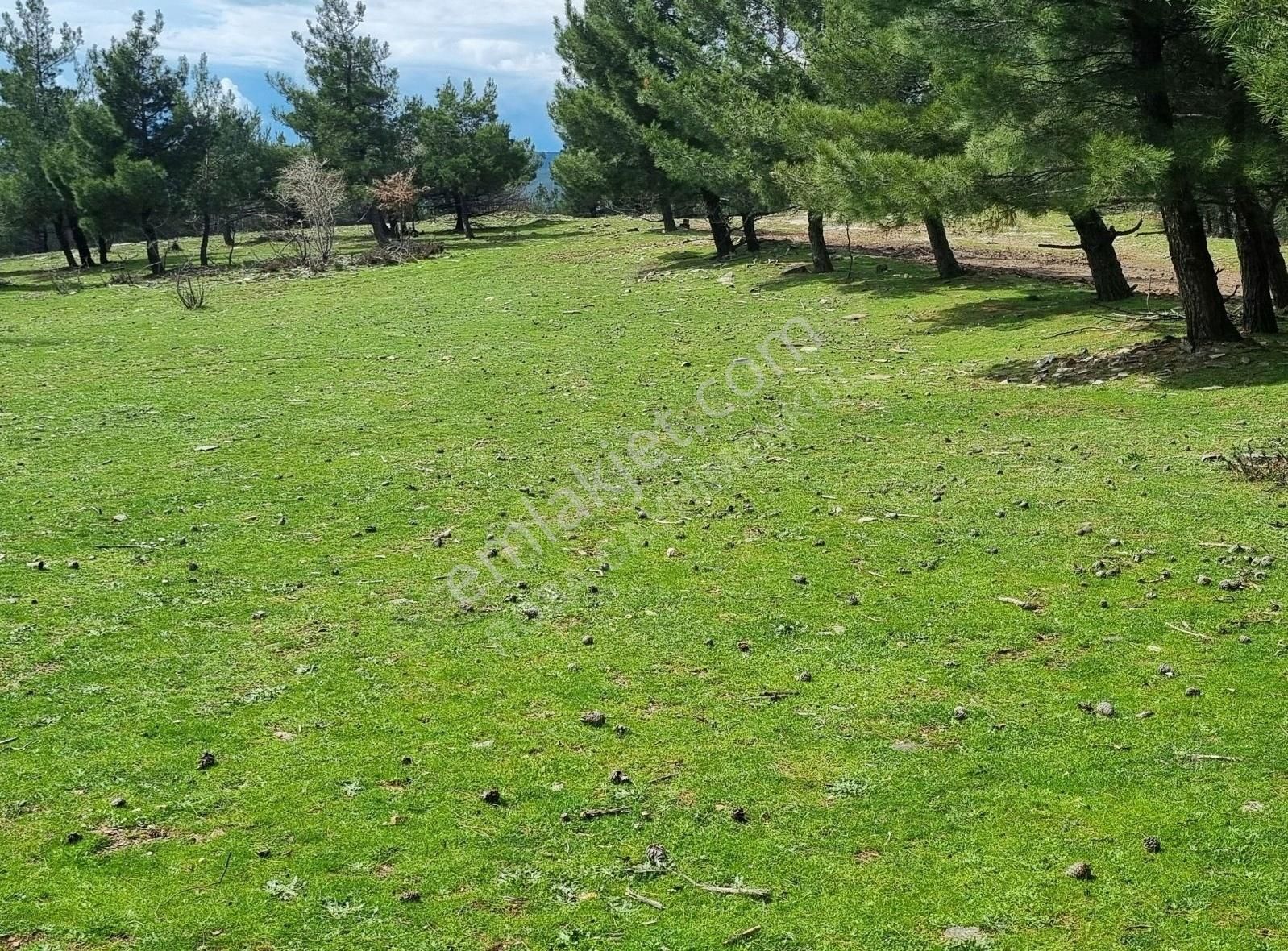 Bayındır Balcılar Satılık Bağ & Bahçe Bayındır Balcılar Köyünde Doğanın İçinde Konumu Düz Bahçe