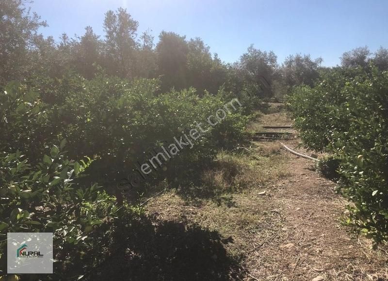 Erdemli Elvanlı Satılık Bağ & Bahçe Elvanlı Da Satılık Limon Bahçesı