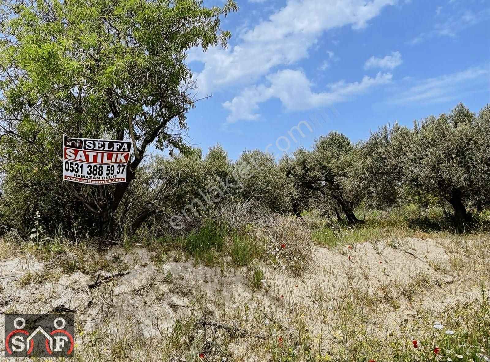 Saruhanlı Apak Satılık Tarla Manisa Saruhanlı Appak Mah Satılık Asfalt Yola Sıfır Zeytinlik