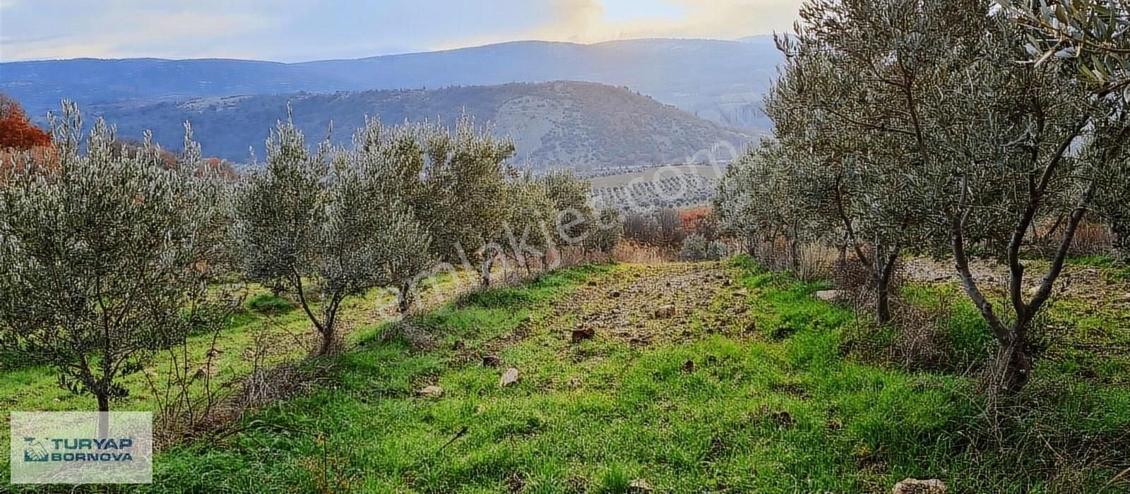 Kırkağaç Çobanlar Satılık Tarla Manisa Kırkağaçta Ürünü Marka Yapılmış Satılık Zeytinlik