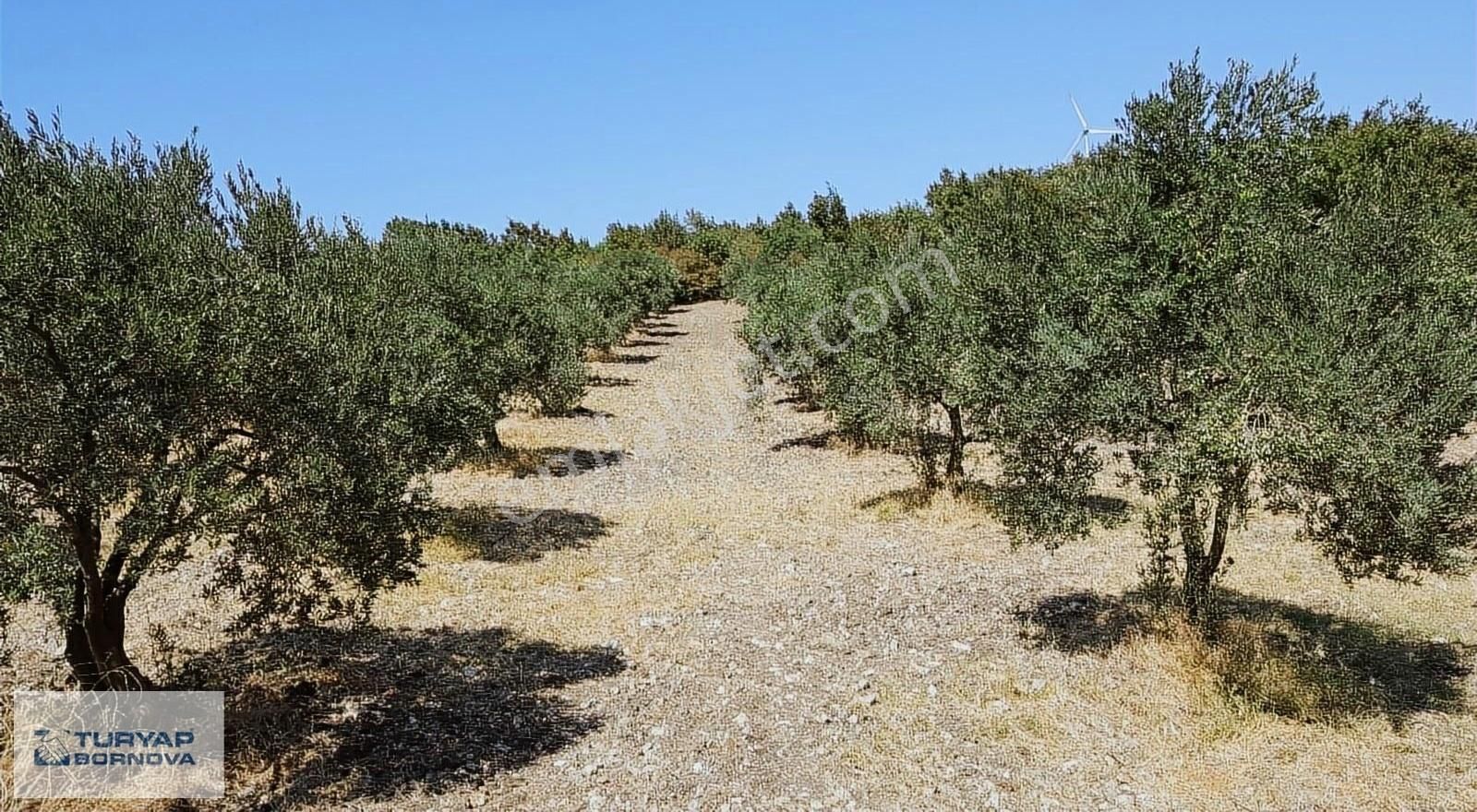 Kırkağaç Çobanlar Satılık Tarla Manisa Kırkağaç Çobanlar Mevkinde Satılık Zeytinlik