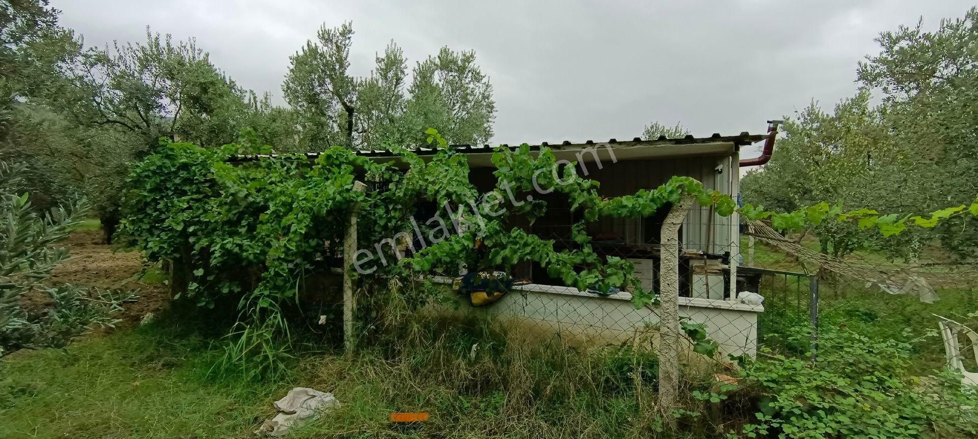 Orhangazi Çeltikçi Satılık Zeytinlik imar planı içinde pazarlık vardır 