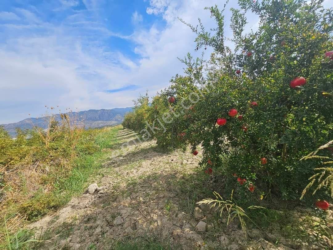 Sarayköy Kabaağaç Satılık Bağ & Bahçe Sarayköy nar yonca bahçesi