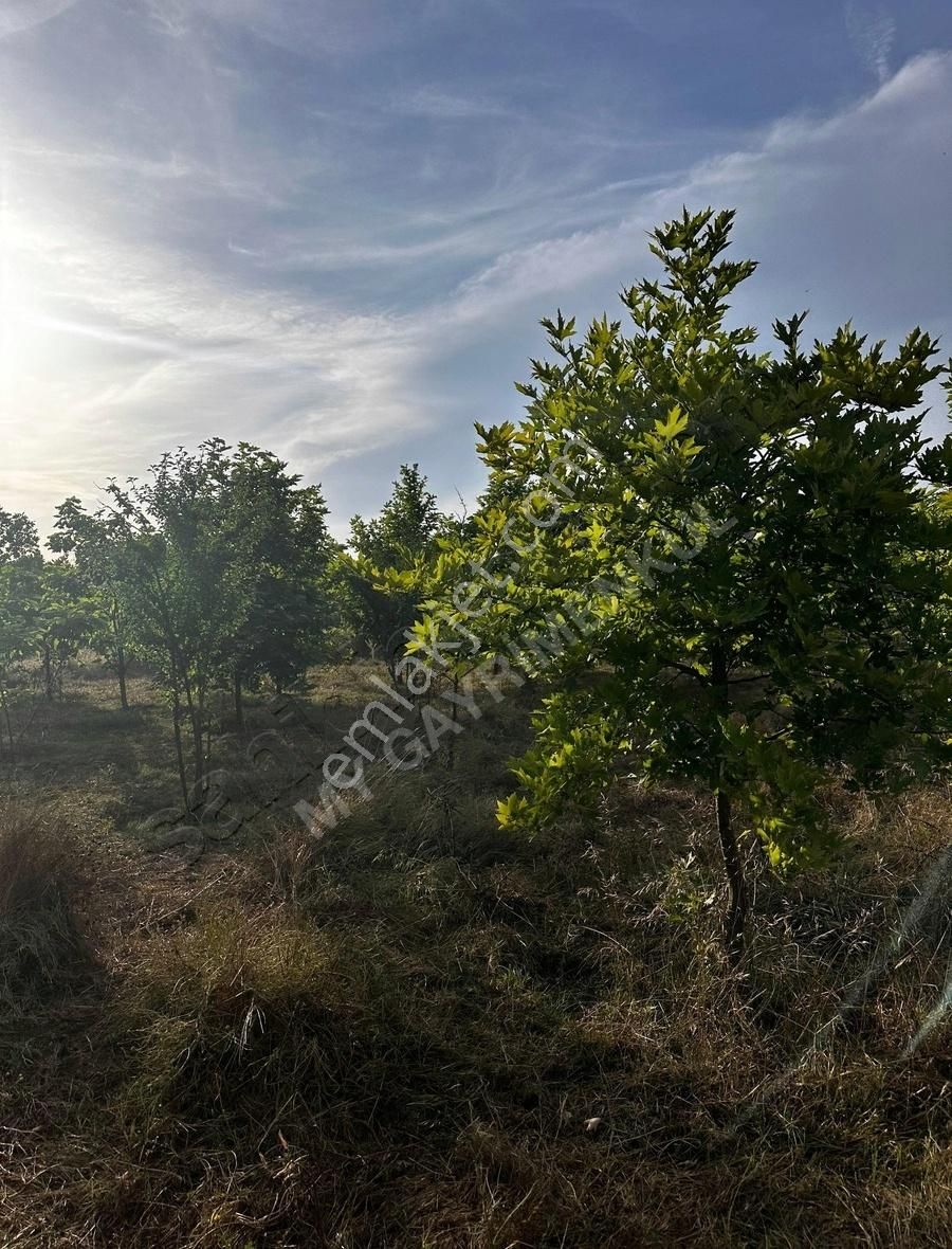 My Gayrimenkul'den İzmir Bodrum Yolu Üzeri Ticari + Konut Arazi - Görsel 6