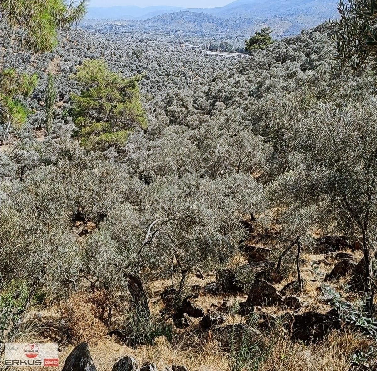 Milas Etrenli Satılık Zeytinlik Mugla Mılas Etrenlı Zeytinlik