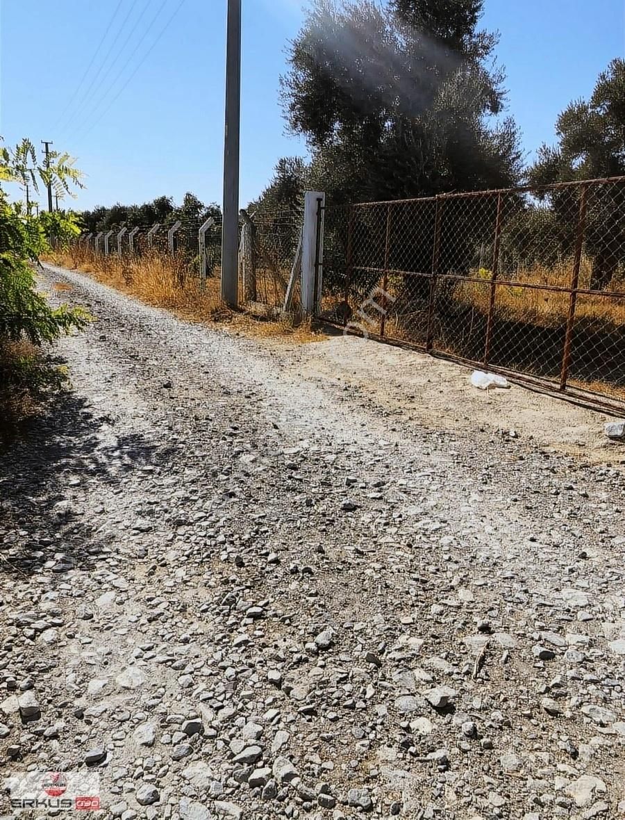 Satılık!!! Aydın İncirliova Erbeylide İncir Ve Zeytin Bahçesi - Görsel 5