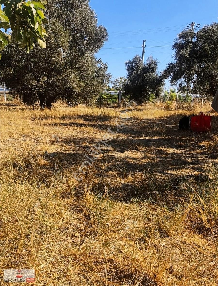 Satılık!!! Aydın İncirliova Erbeylide İncir Ve Zeytin Bahçesi - Görsel 13